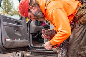 how to train a bird dog