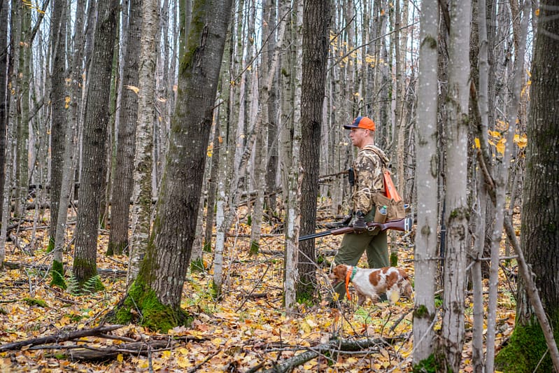 how to train a bird dog