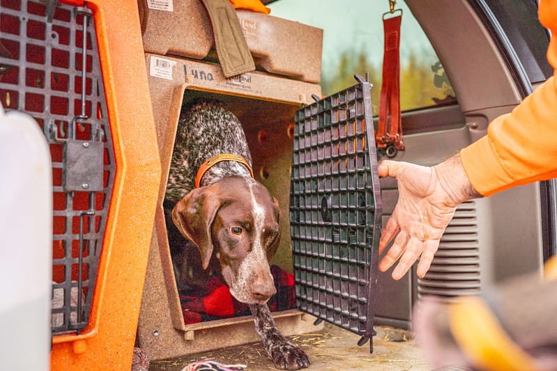 how to train a bird dog